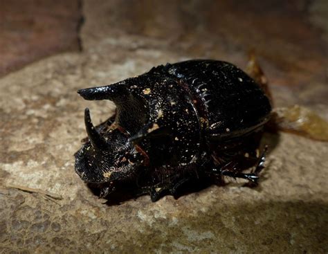 heliocopris minos dung beetles  africa inaturalist