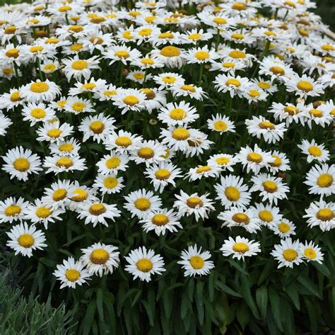 Leucanthemum X Superbum Madonna Shasta Daisy From Wallish Greenhouses