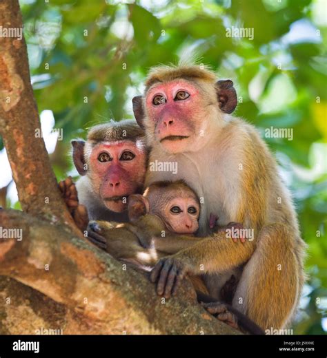 Family of monkeys sitting in a tree. Funny picture. Sri Lanka. An ...