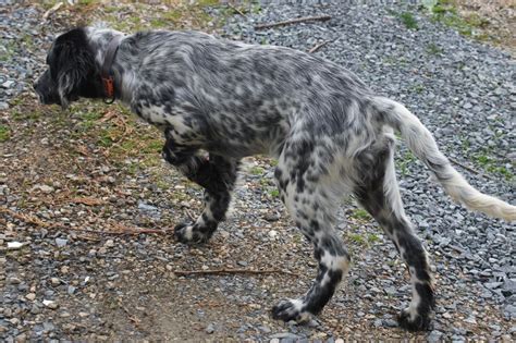 Elevage Du Ruisseau Des Sapins Eleveur De Chiens Setter Anglais