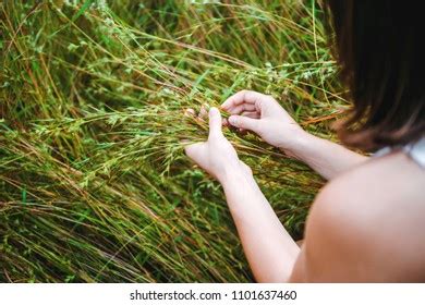 Womans Hands Gathering Green Fresh Grass Stock Photo 1101637460