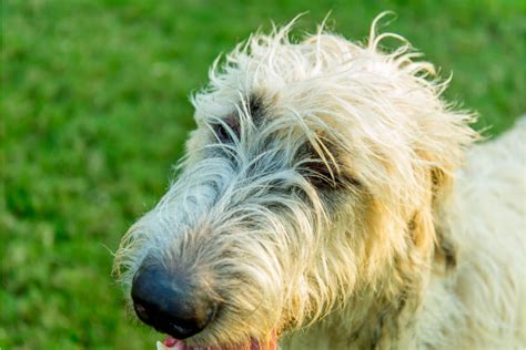 25 Adorably Ugly Dog Breeds That Will Melt Your Heart I Dog Snobs