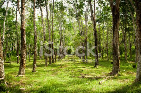 Rubber Plantation Stock Photo | Royalty-Free | FreeImages