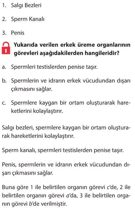 İnsanda Üreme Büyüme ve Gelişme Çözümlü Sorular 8 sınıf fen bilimleri