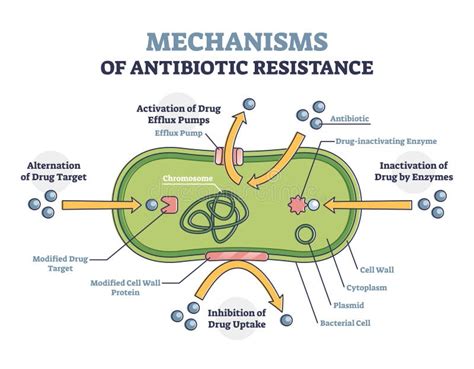 Sch Ma De R Sistance Aux Antibiotiques M Canisme Illustr Dans Les