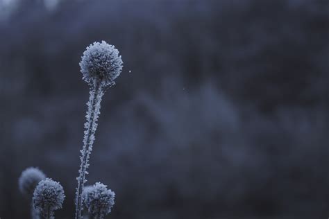 Fotos Gratis Rama Nieve Invierno Nube En Blanco Y Negro Flor