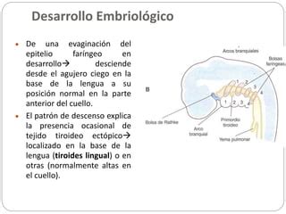 Tiroides Ppt