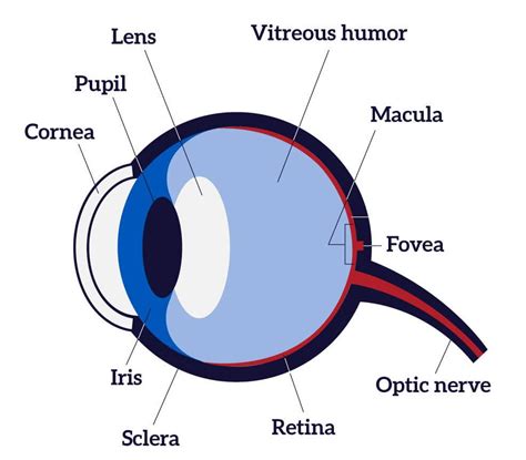 human eye diagram labelled