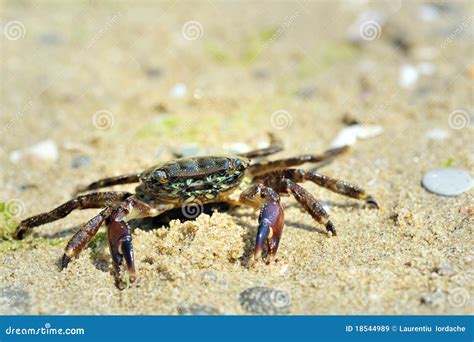 Crab On The Beach Stock Image Image Of Details Fauna 18544989