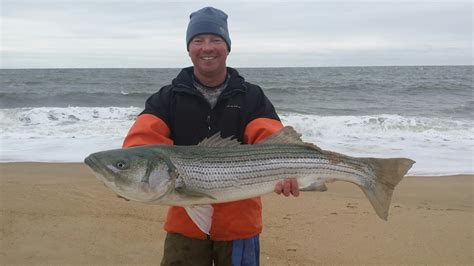 Chris Vann With A Nice Striped Bass Caught Near Cape Henlopen Today