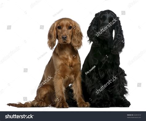 Two English Cocker Spaniels 10 Months And 6 Months Old Sitting In