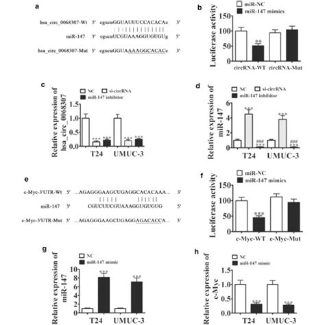 C Myc Overexpression Reverses The Inhibitory Effect Of Mir 147 On