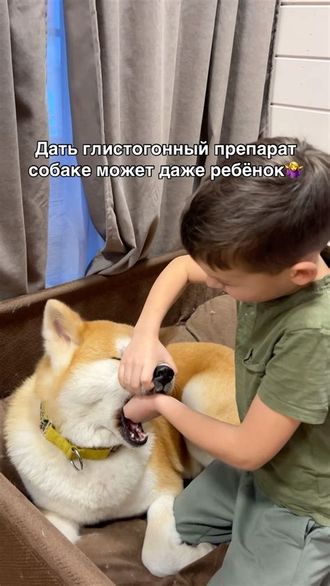 Instagram video by Татьяна Богачева | Питомник Акита-ину 💖 | Спб • Oct ...