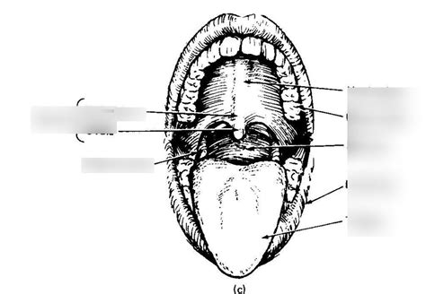 Oral Cavity Diagram | Quizlet