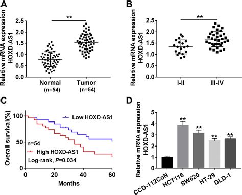 Long Noncoding Rna Hoxd As1 Promotes The Proliferation Migration And