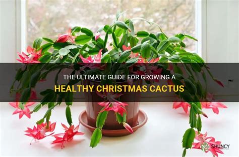 The Ultimate Guide For Growing A Healthy Christmas Cactus Shuncy