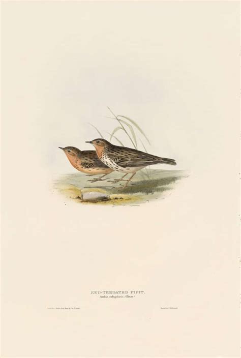 Gould Birds Of Europe Pl Red Throated Pipit By Oppenheimer