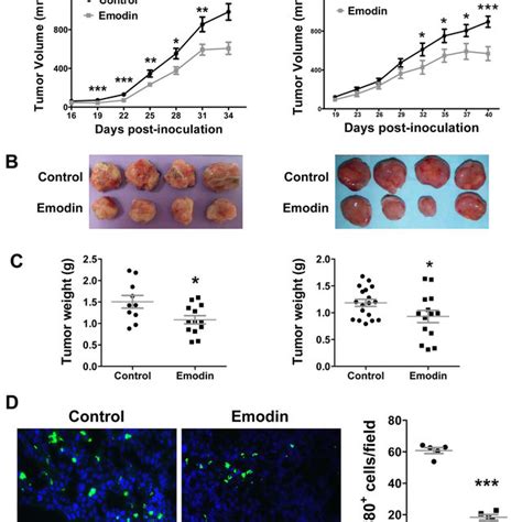 Emodin Inhibits Growth Of Breast Tumors Download Scientific Diagram