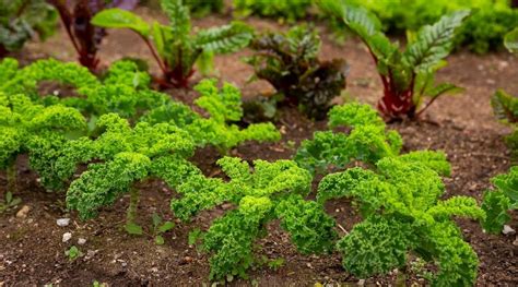 Kale Companion Plants 15 Plants To Grow With Kale Companion Planting