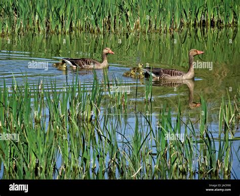 Luminous Birds Hi Res Stock Photography And Images Alamy