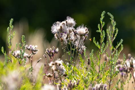 Meadow Flowers Slezo Flickr