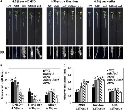 Frontiers FASCICLIN LIKE 18 Is A New Player Regulating Root