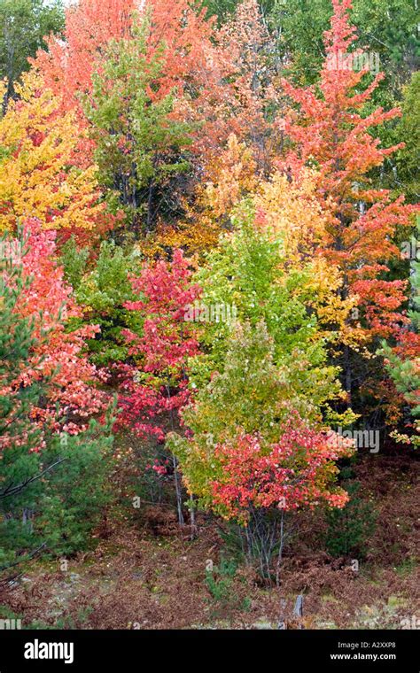 Fall trees in full color Stock Photo - Alamy