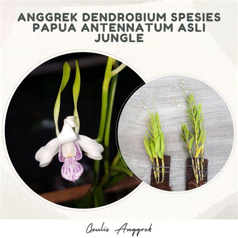 Jual Anggrek Dendrobium Spesies Papua Antennatum Asli Jungle Shopee