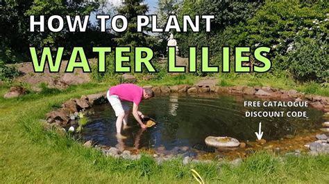 How To Plant Water Lilies In The Wildlife Pond Wildlife Garden Youtube