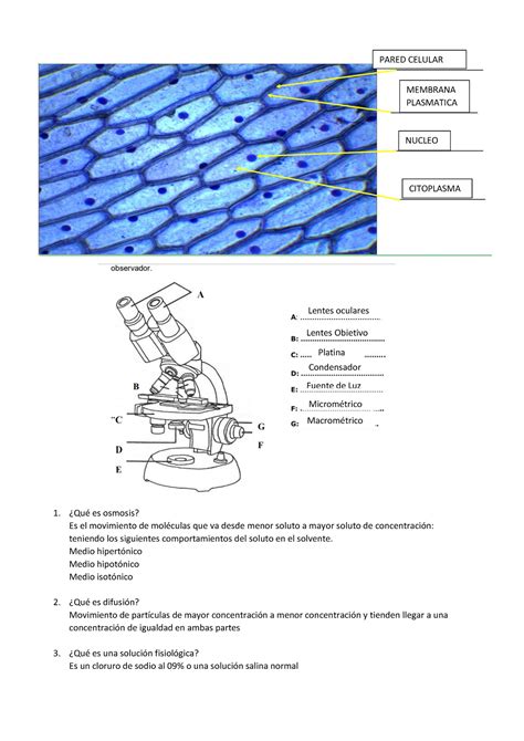 Cuestionario Biologia Qu Es Osmosis Es El Movimiento De