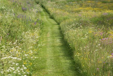 Jardin Bonnes Raisons De Ne Pas Tondre Sa Pelouse