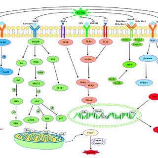 Schematic Representation Of The Possible Mechanism Of Tcms On Hf