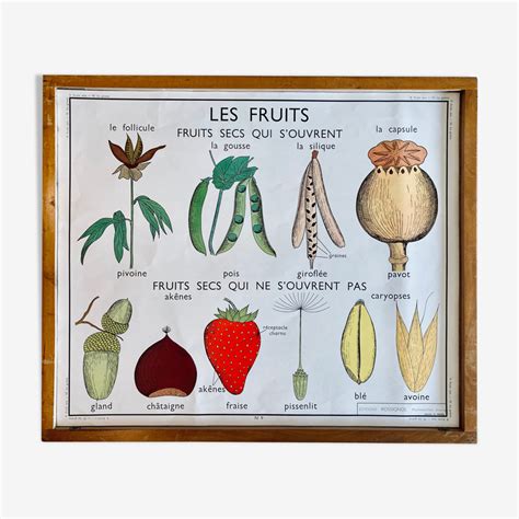 Affiche Scolaire Pédagogique Rossignol Vintage Années 60 Les Fruits