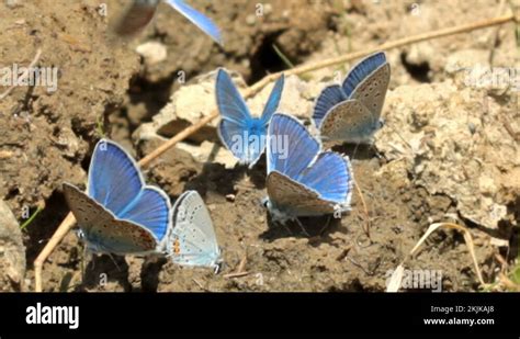 Blue Moth Stock Videos And Footage Hd And 4k Video Clips Alamy