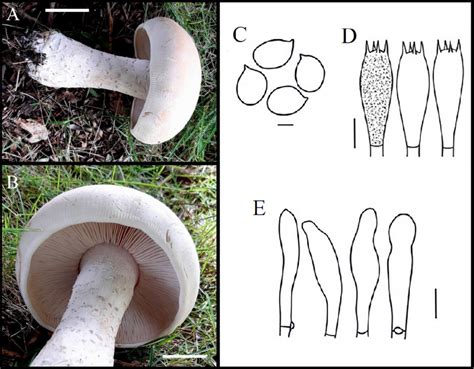 Basidiomata And Microscopic Structures Of Macrocybe Titans A Lateral