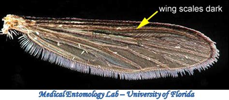 Diptera Culicidae Aedes Aegypti Yellow Fever Mosquito F Urban