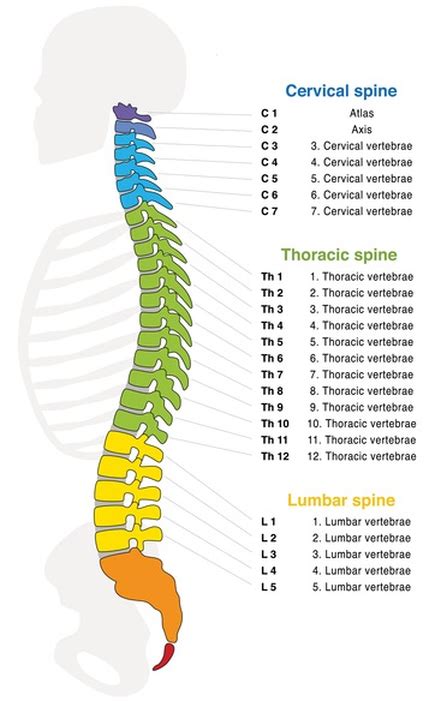 The Anatomy of the Spine