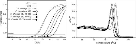 A Curvas de amplificación por RT qPCR utilizando el sistema SYBR