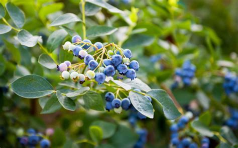 Blueberry Pruning Varies By Plant Age - These Are The Steps Depending ...