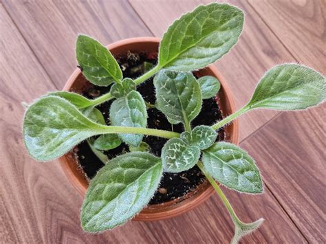 Streptocarpus Pretty Turtle Skr Tnik Warszawa Bemowo Olx Pl