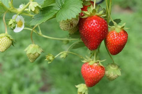 Erdbeeren düngen Hausmittel natürliche Dünger im Überblick