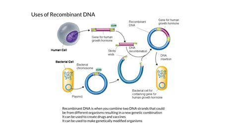 Recombinant Dna Diagram