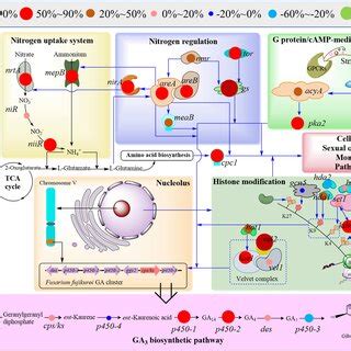 The Comparative Transcriptional Analysis Of Target Genes In Ga