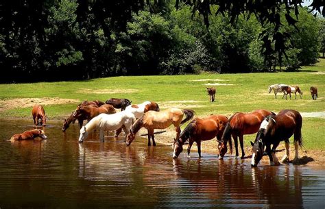 10 animal sanctuaries across America that you need to visit