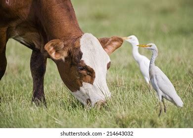 Cattle Egret Images Stock Photos Vectors Shutterstock