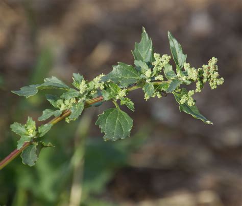 nettle leaf goosefoot — Guide To The San Marcos Foothills