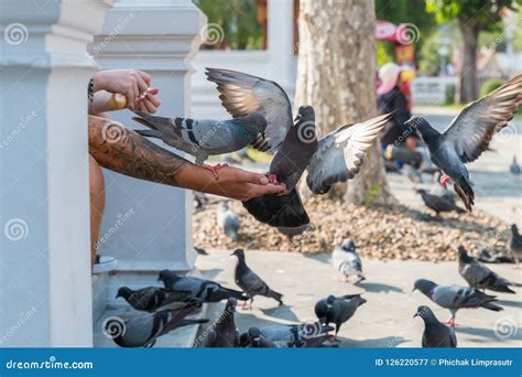 The Tourist Are Feeding The Friendly Pigeons Editorial Photography