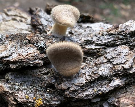 Lentinus Arcularius Polyporus Arcularius