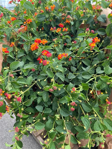 marketplace birmingham al 2