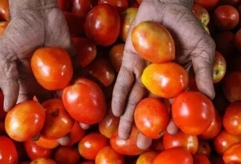 Punjab Governor Shuns Tomato In His Kitchen Lokmattimes